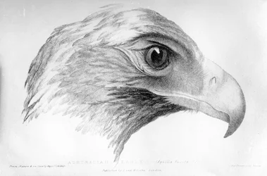 Aigle australien, illustration de 